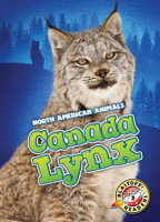 Canada_Lynx