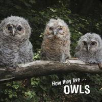 How_they_live____Owls